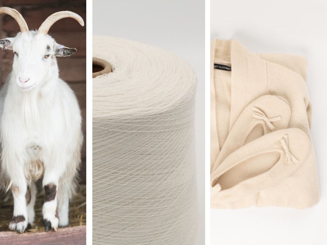 Mongolian cashmere goat, yarn cone, and finished cashmere product